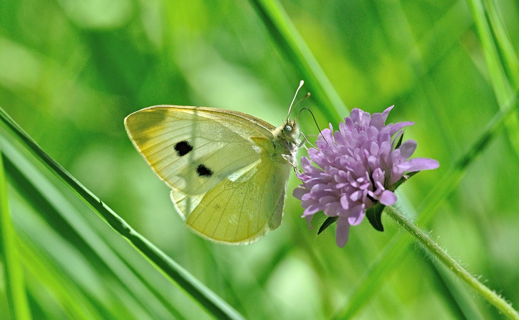 Foto B070910, © Adriaan van Os, Coustouges 10-06-2022, Hhe 800 m, Pieris rapae