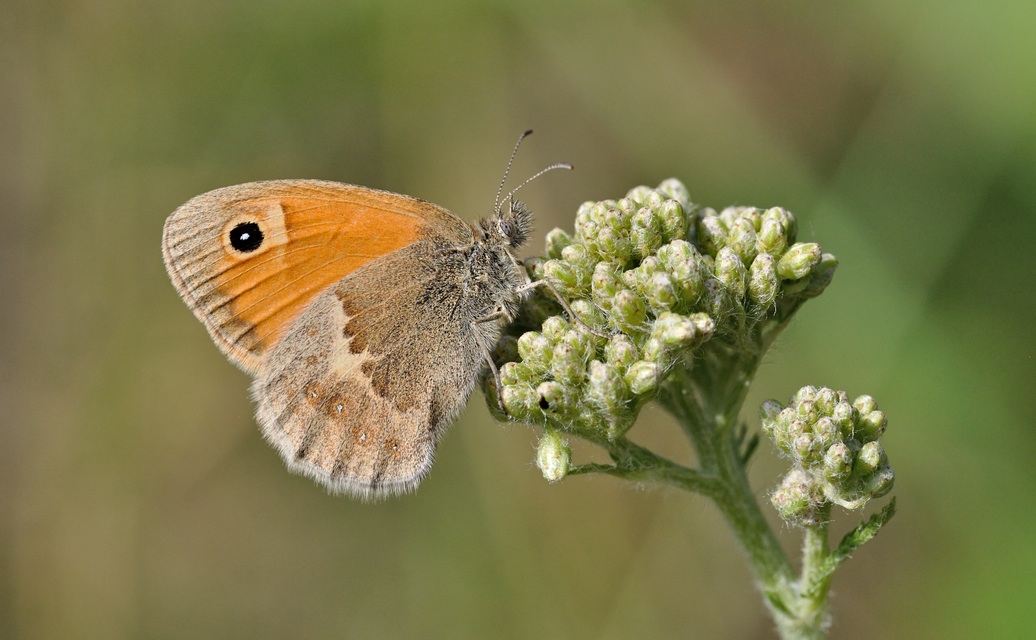 photo B071142, © Adriaan van Os, Coustouges 16-06-2022, altitudo 820 m, Coenonympha pamphilus