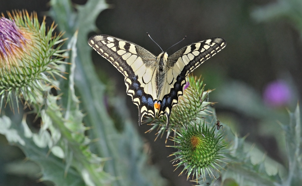 photo B071147, © Adriaan van Os, Coustouges 16-06-2022, altitudo 820 m, Papilio machaon