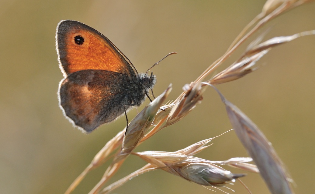 foto B071150, © Adriaan van Os, Coustouges 16-06-2022, hoogte 820 m, Coenonympha pamphilus