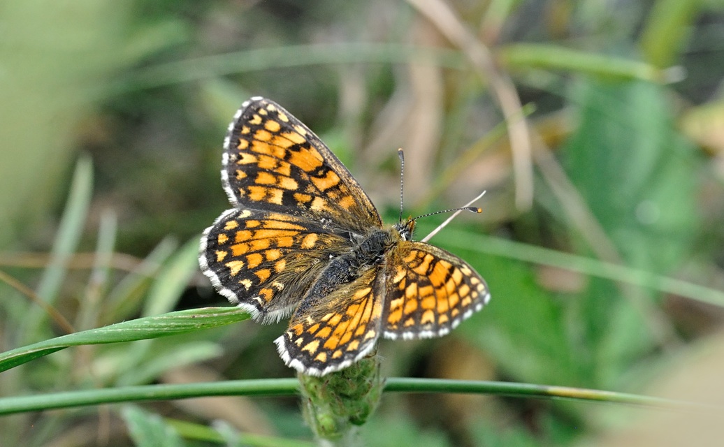 photo B071174, © Adriaan van Os, Coustouges 16-06-2022, altitude 820 m, Melitaea phoebe