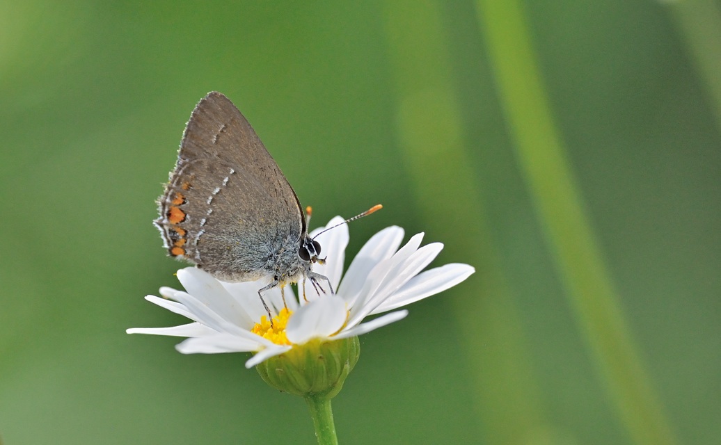 foto B071242, © Adriaan van Os, Coustouges 17-06-2022, altitud 800 m, Satyrium acaciae