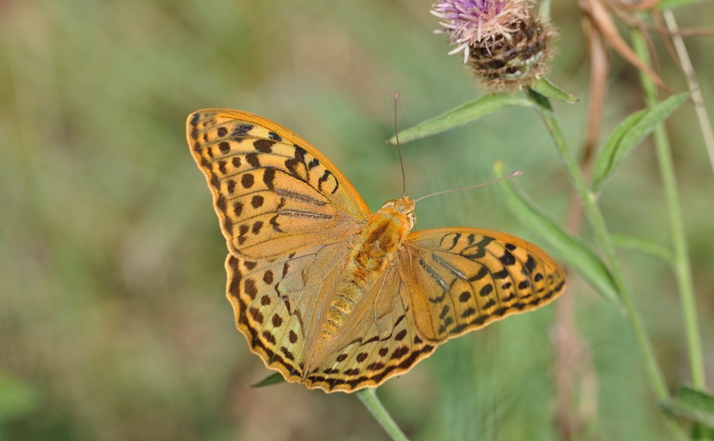 Foto B071326, © Adriaan van Os, Villeroge 20-06-2022, Hhe 800 m, Argynnis pandora