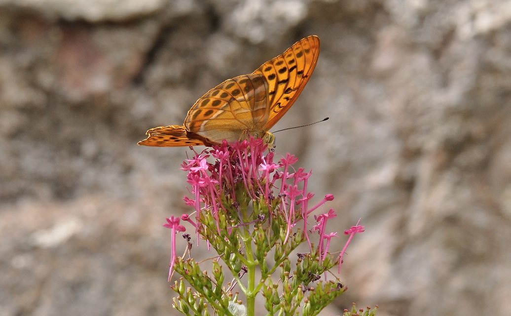 foto B071377, © Adriaan van Os, Coustouges 21-06-2022, altitud 820 m, ♂ Argynnis paphia