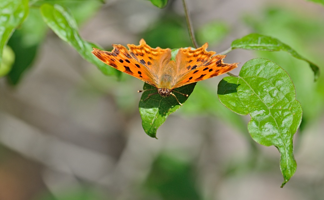 photo B071403, © Adriaan van Os, Coustouges 23-06-2022, altitudo 800 m, Polygonia c-album