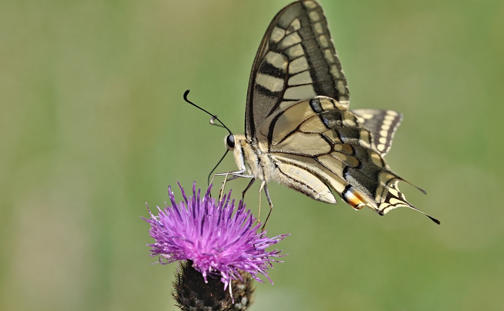 photo B071449, © Adriaan van Os, Villeroge 25-06-2022, altitudo 800 m, Papilio machaon