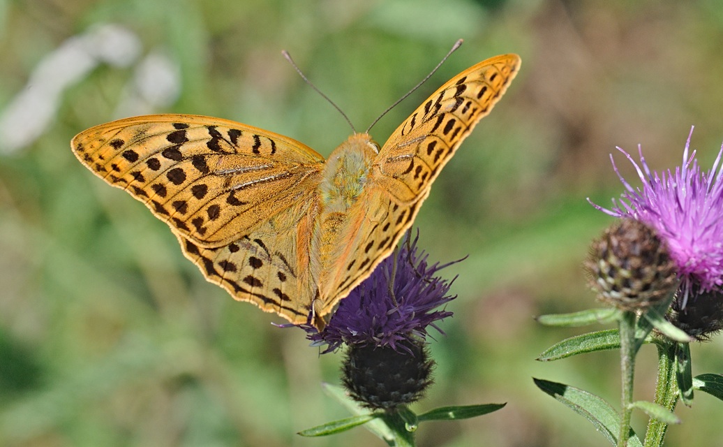 foto B071495, © Adriaan van Os, Villeroge 25-06-2022, hoogte 800 m, ♂ Argynnis pandora