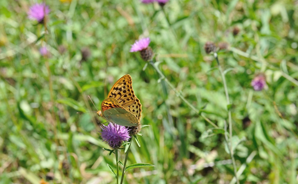 Foto B071509, © Adriaan van Os, Villeroge 25-06-2022, Hhe 800 m, ♂ Argynnis pandora