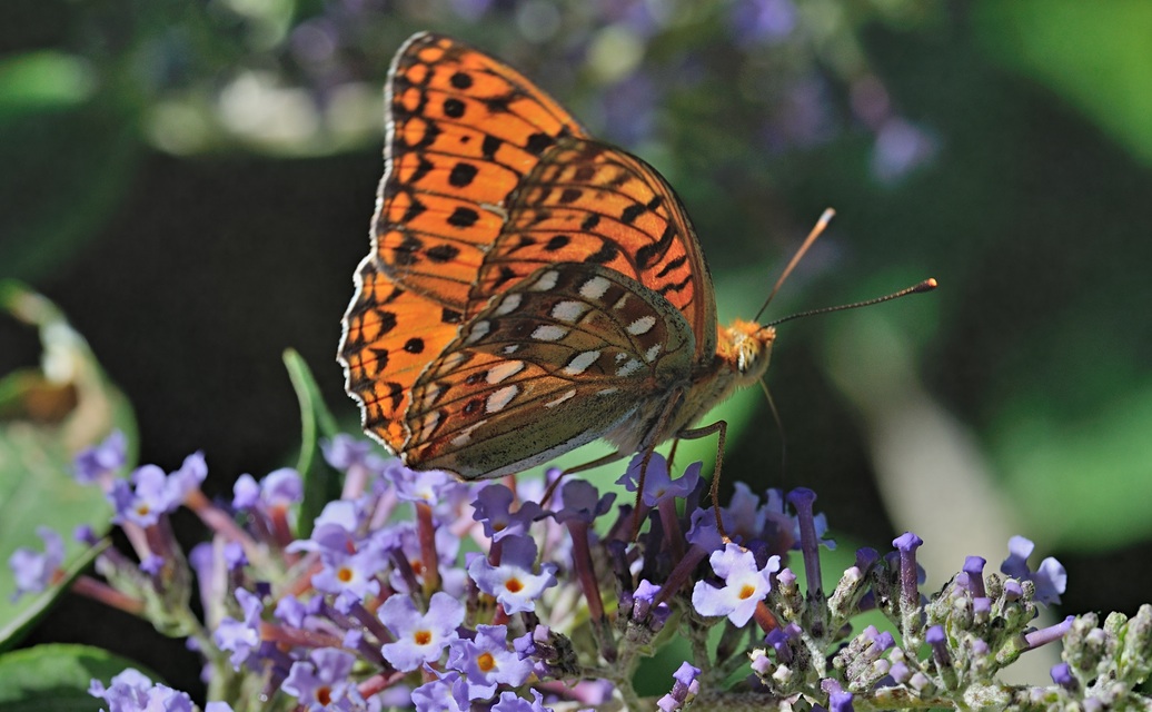 foto B071622, © Adriaan van Os, Coustouges 01-07-2022, altitud 800 m, Argynnis adippe