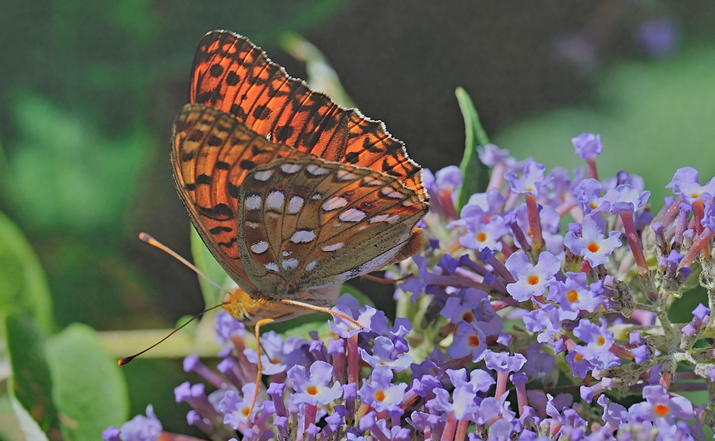 foto B071629, © Adriaan van Os, Coustouges 01-07-2022, altitud 800 m, Argynnis adippe