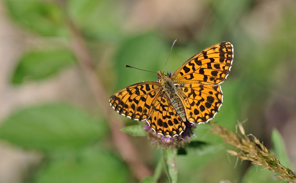 foto B071767, © Adriaan van Os, Villeroge 02-07-2022, altitud 800 m, Boloria dia