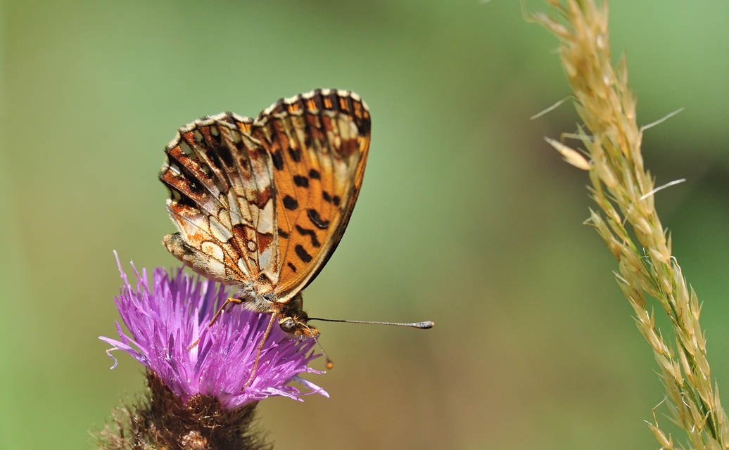 foto B071772, © Adriaan van Os, Villeroge 02-07-2022, altitud 800 m, Boloria dia