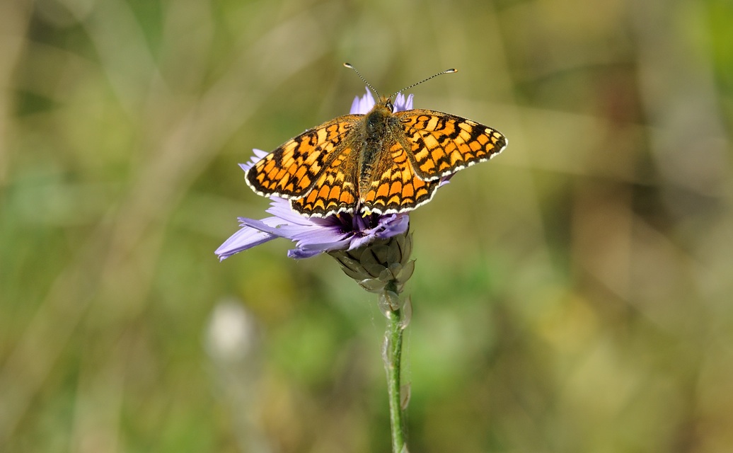 Foto B071867, © Adriaan van Os, Coustouges 14-07-2022, Hhe 800 m, Melitaea phoebe