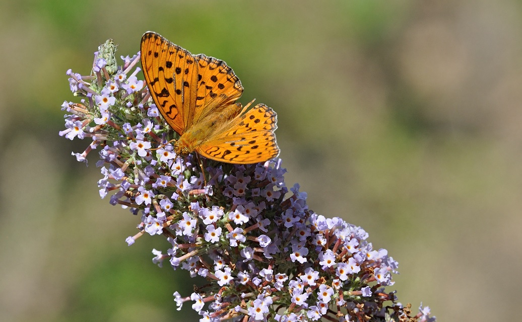 foto B071896, © Adriaan van Os, Coustouges 14-07-2022, altitud 800 m, Argynnis adippe