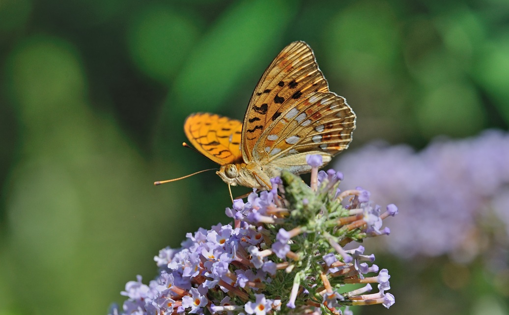 foto B071899, © Adriaan van Os, Coustouges 14-07-2022, altitud 800 m, Argynnis adippe