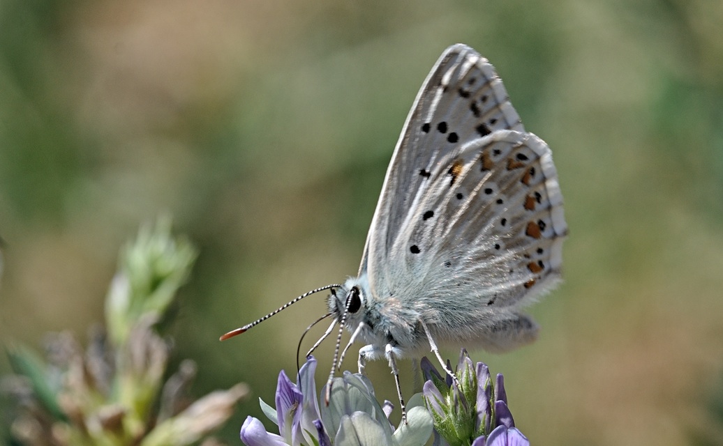 photo B071976, © Adriaan van Os, Coustouges 24-07-2022, altitudo 820 m, Polyommatus coridon