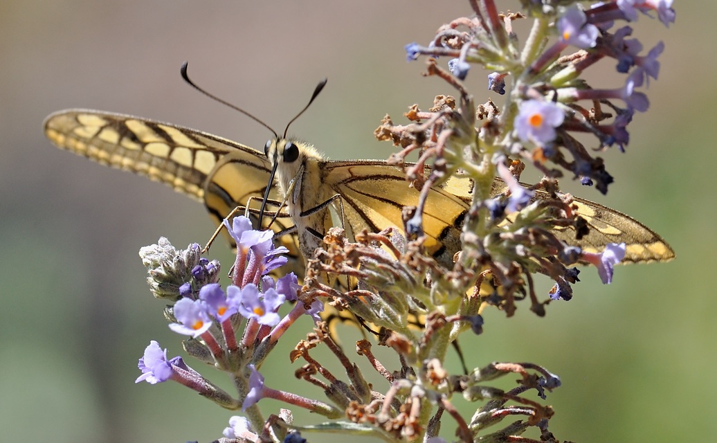 photo B072061, © Adriaan van Os, Coustouges 27-07-2022, altitudo 820 m, Papilio machaon