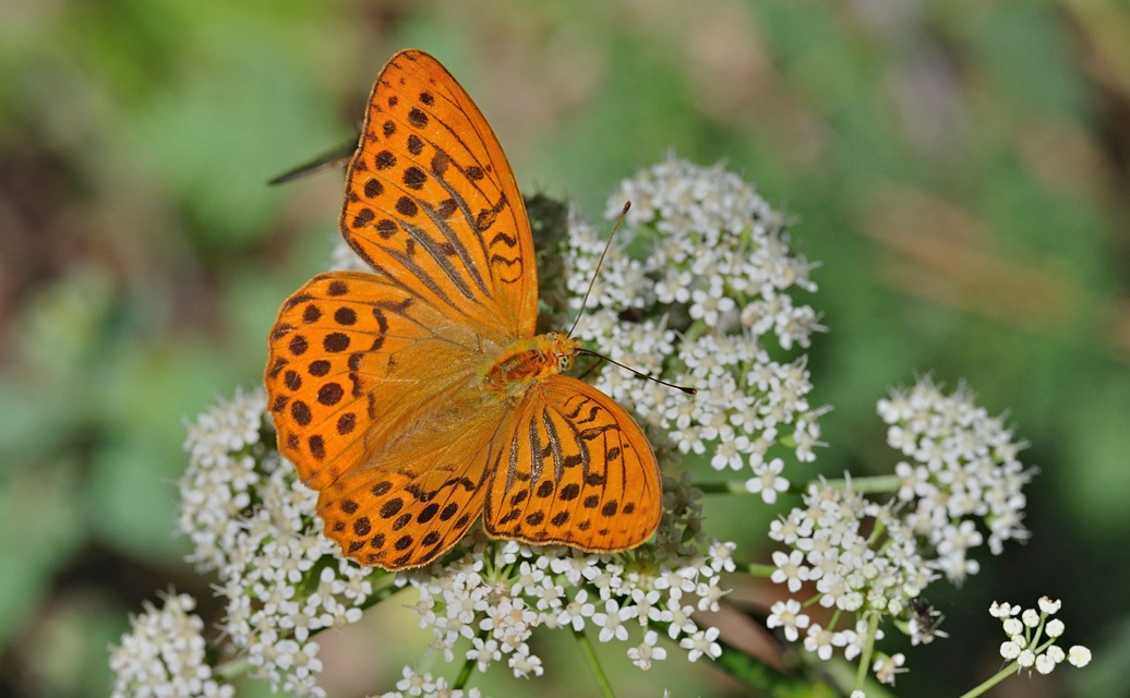 photo B072354, © Adriaan van Os, Coustouges 20-08-2022, altitudo 810 m, Argynnis paphia