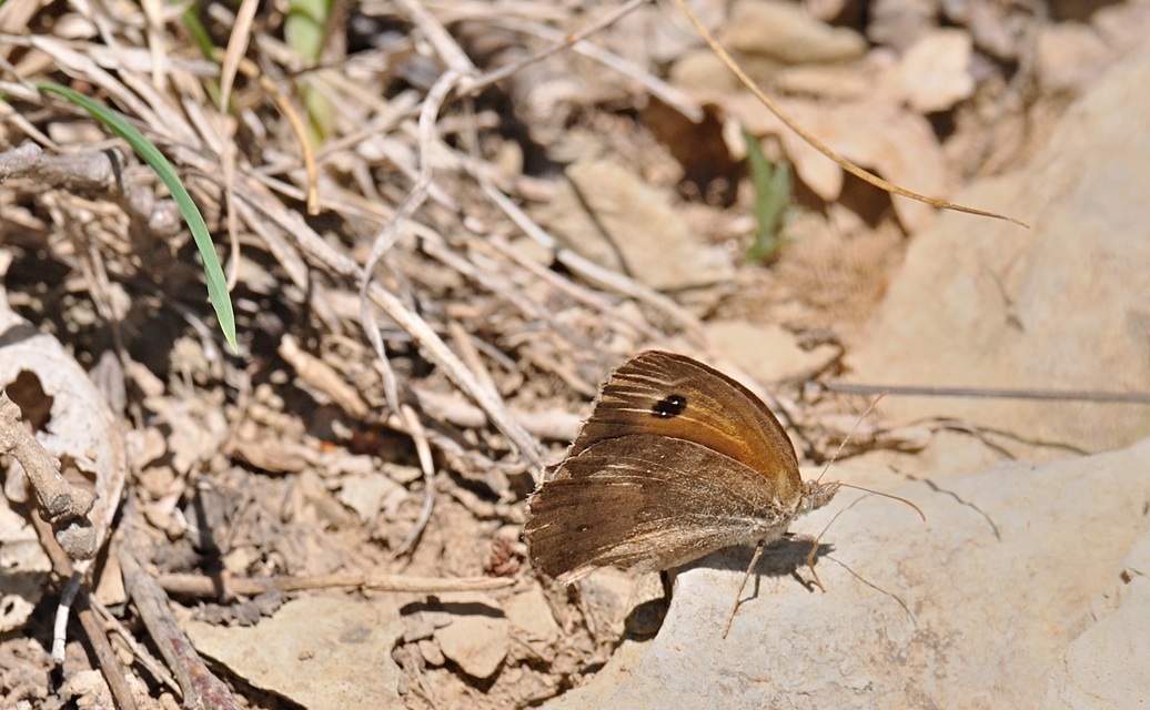 foto B072418, © Adriaan van Os, Coustouges 22-08-2022, altitud 830 m, Pyronia tithonus