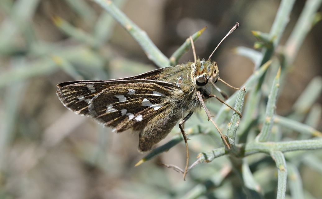 photo B072445, © Adriaan van Os, Coustouges 22-08-2022, altitudo 830 m, Hesperia comma