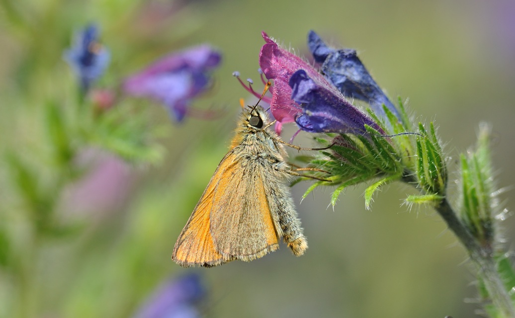 Foto B072711, © Adriaan van Os, Coustouges 17-06-2023, Hhe 800 m, Thymelicus sylvestris