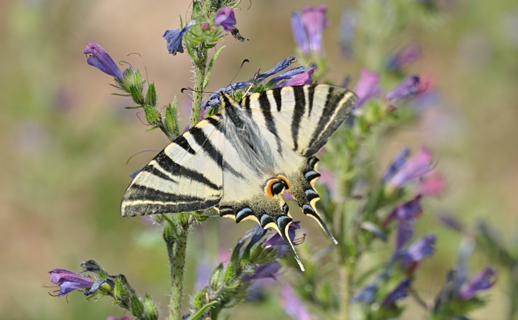 Foto B072713, © Adriaan van Os, Coustouges 17-06-2023, Hhe 800 m, Iphiclides feisthamelii