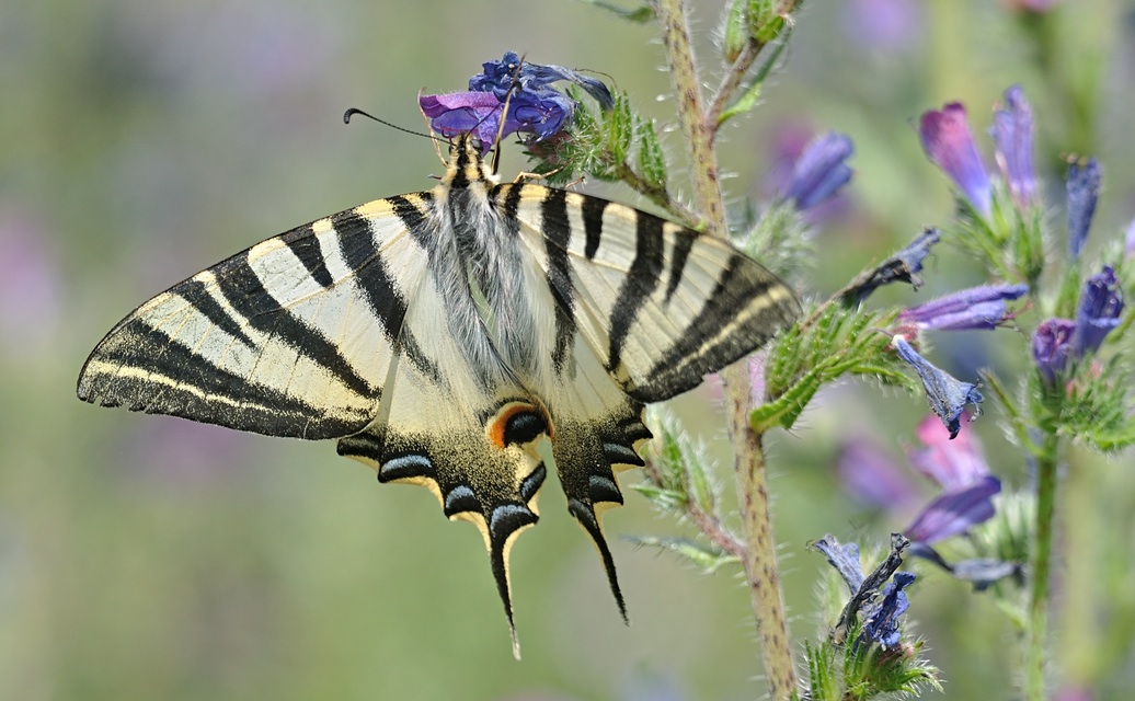 Foto B072719, © Adriaan van Os, Coustouges 17-06-2023, Hhe 800 m, Iphiclides feisthamelii