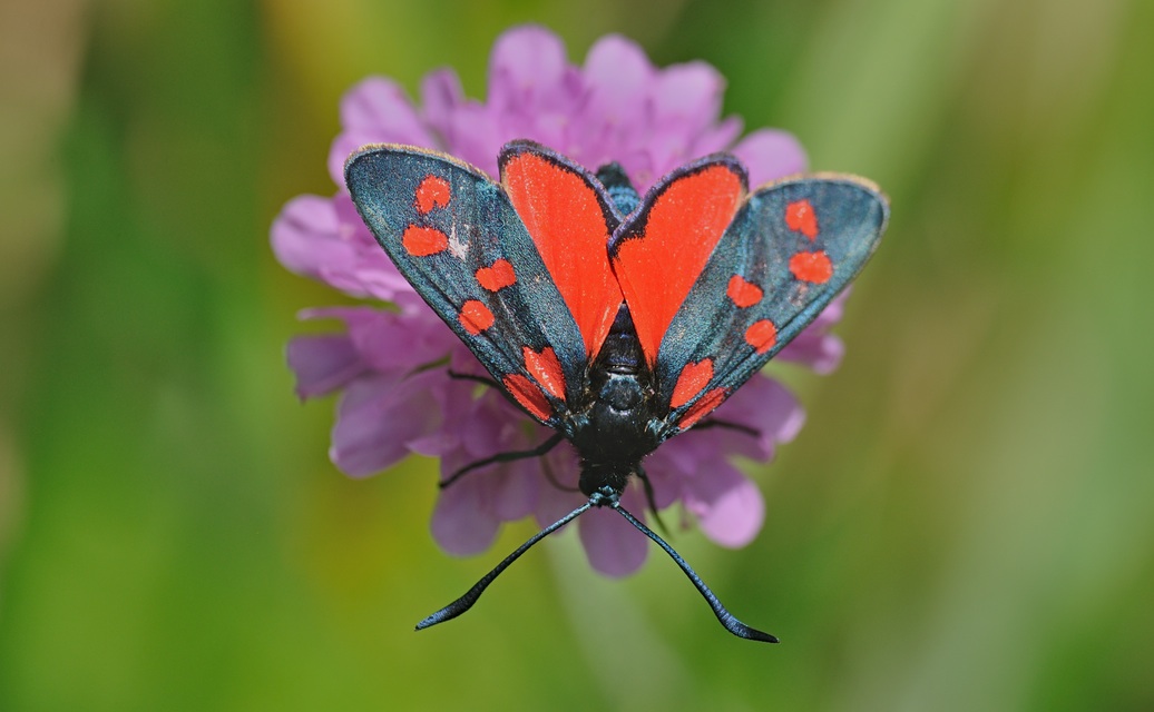 foto B072727, © Adriaan van Os, Coustouges 17-06-2023, hoogte 800 m, Zygaena transalpina ?