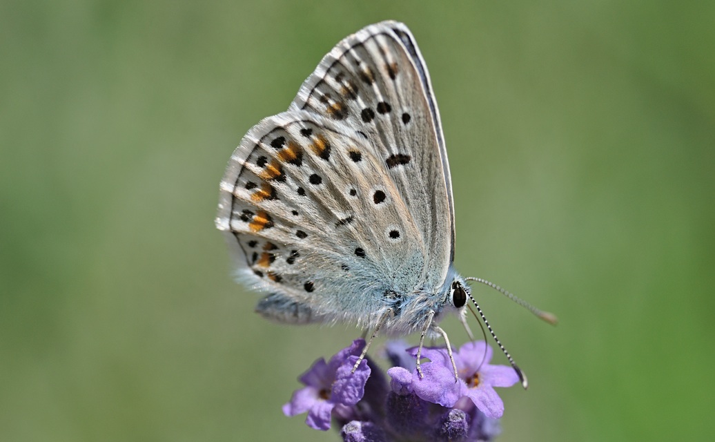 foto B072769, © Adriaan van Os, Coustouges 20-06-2023, altitud 820 m, ♂ Polyommatus escheri ?