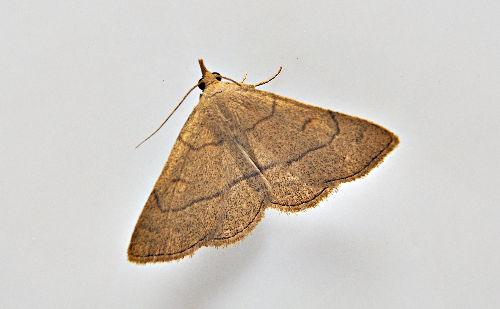 photo A039291, © Adriaan van Os, Corsavy 16-06-2017, altitude 800 m, Paracolax tristalis