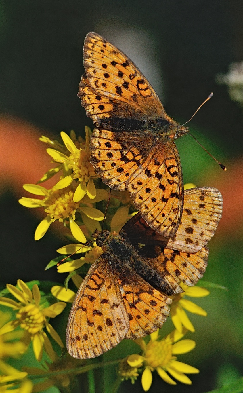 Foto A053178, © Adriaan van Os, Andermatt 26-08-2019, H�he 1700 m, Brenthis ino