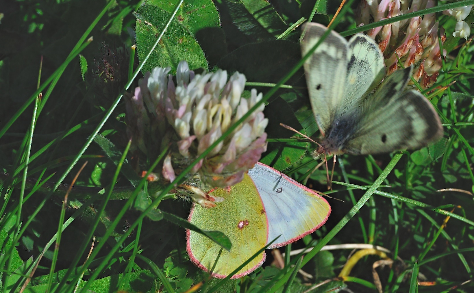 photo A054423, © Adriaan van Os, Lavizzara 29-08-2019, altitude 2250 m, Colias phicomone