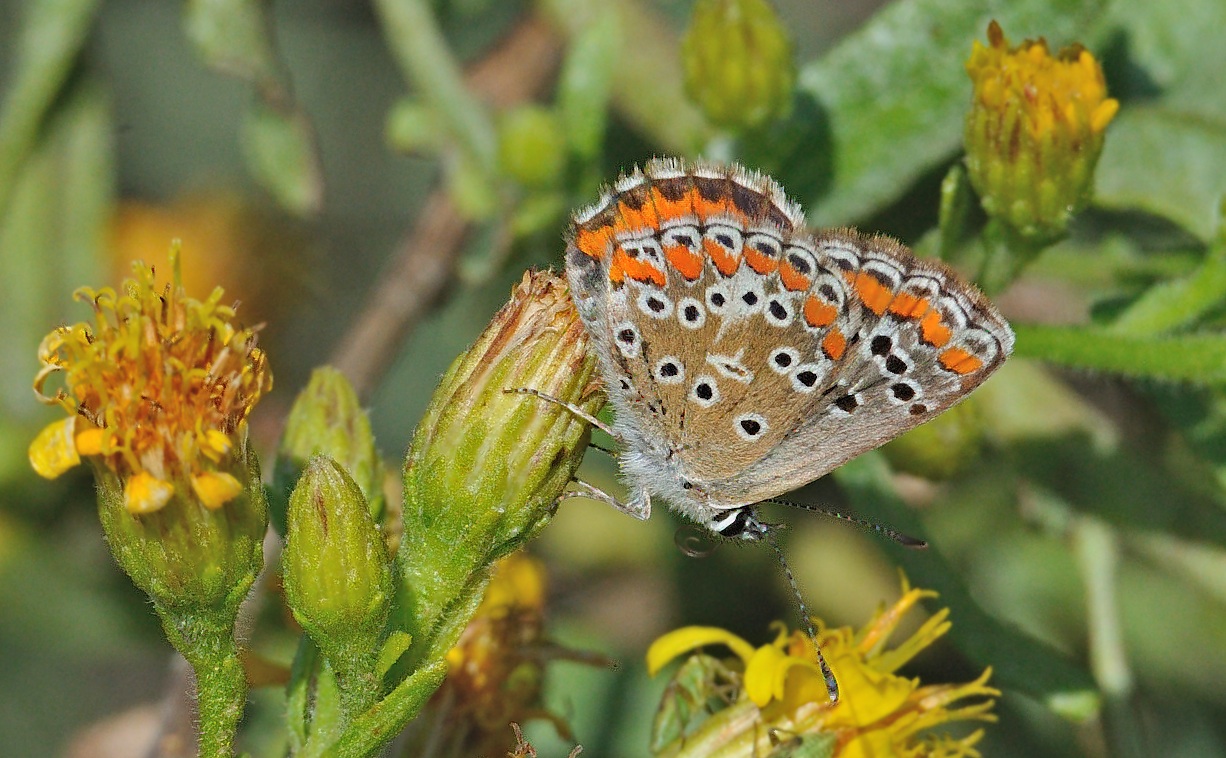 photo A063074, © Adriaan van Os, Oliva, Spanje 26-10-2019, Aricia cramera