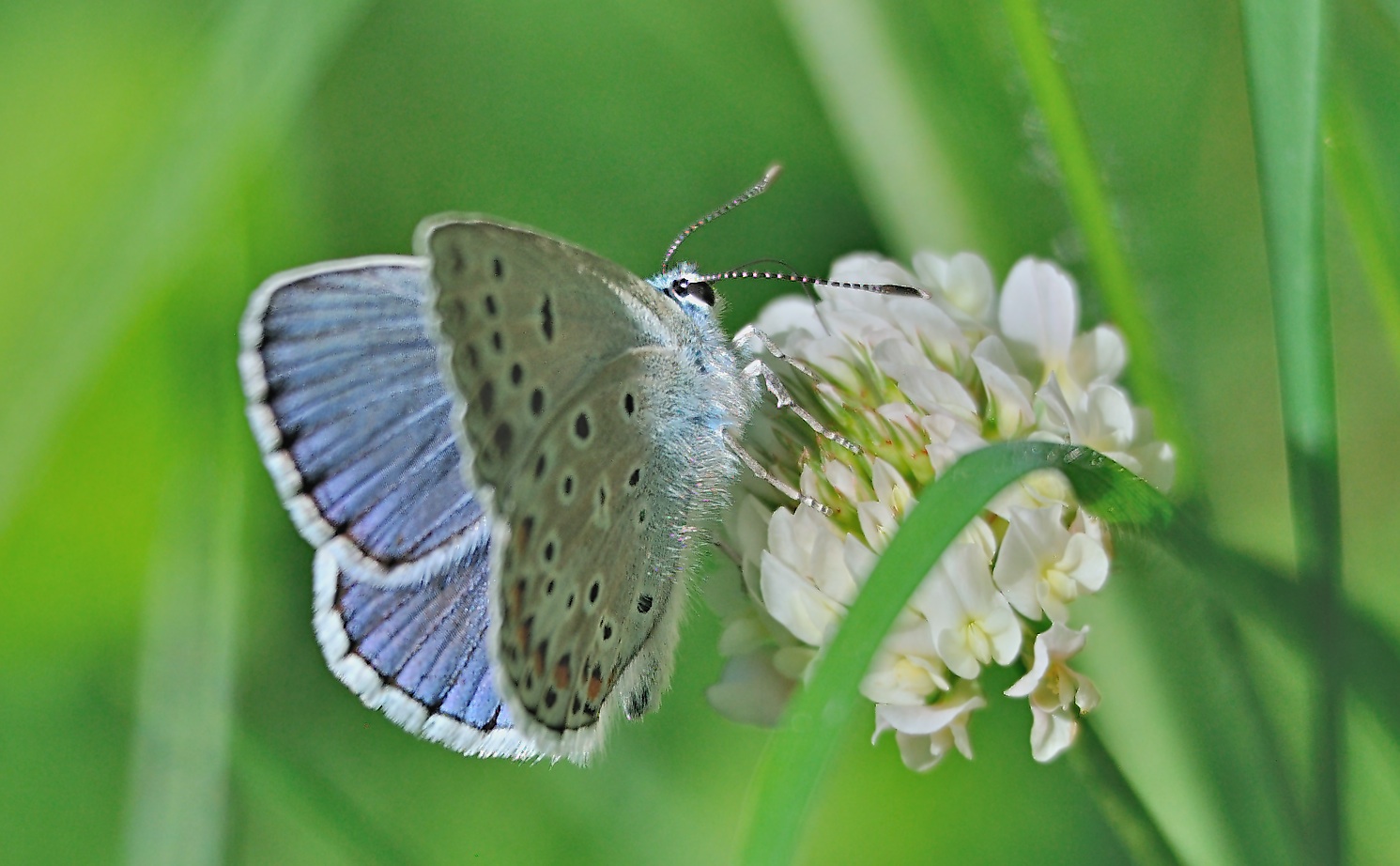 Foto A069116, © Adriaan van Os, Evol 04-07-2020, H�he 850 m, ♂ Polyommatus escheri