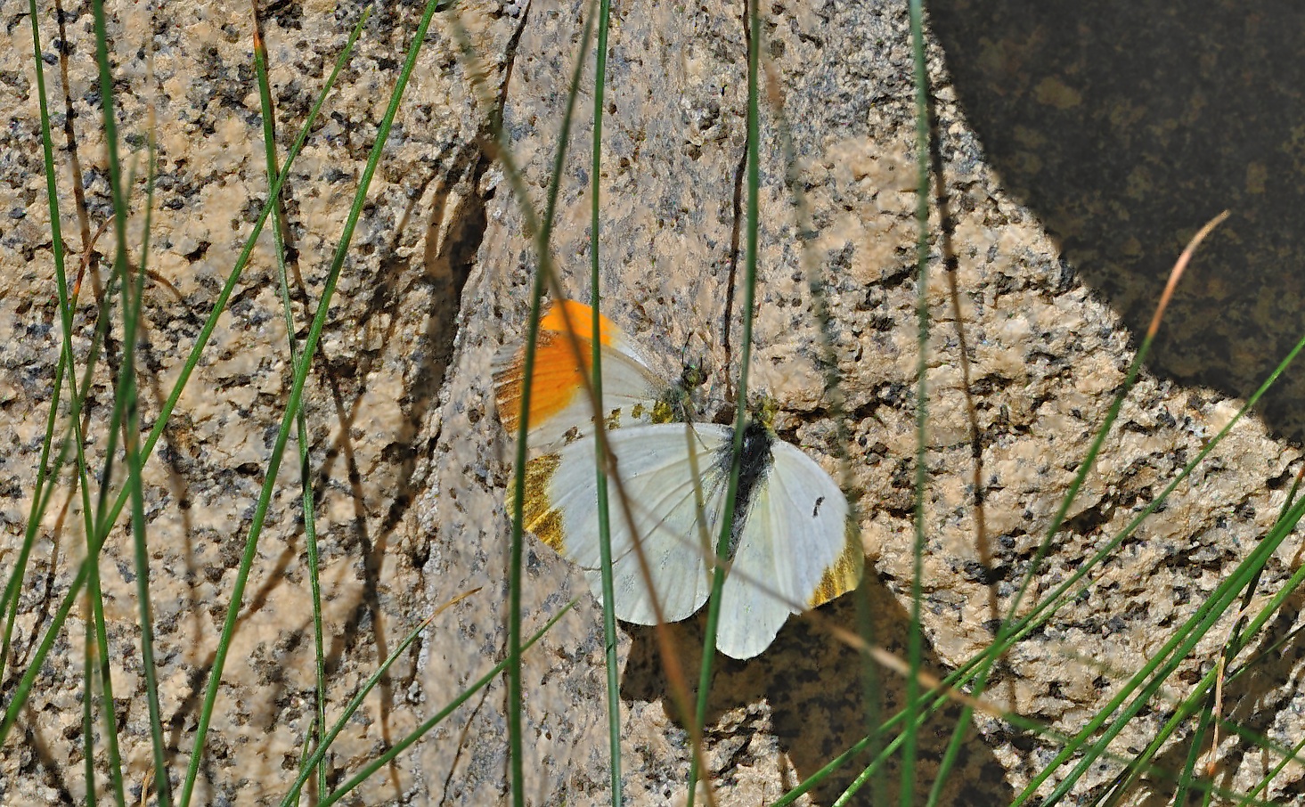 Foto A070163, © Adriaan van Os, Aygut�bia 17-07-2020, H�he 1455 m, ♀ Anthocharis euphenoides (unten) mit Anthocharis cardamines (oben)
