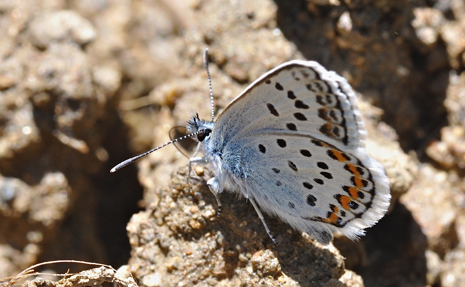 foto B048782, © Adriaan van Os, Corsavy 01-07-2018, altitud 1350 m, ♂ Plebejus argus