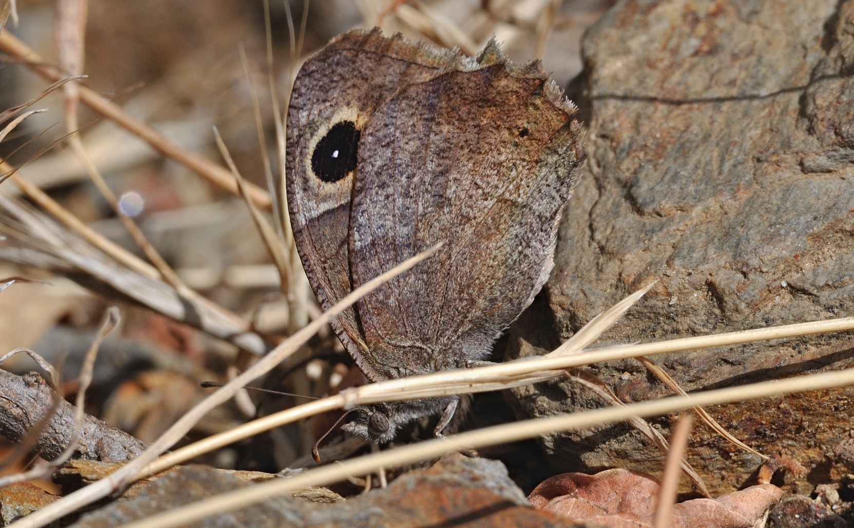 foto B060477, © Adriaan van Os, Banyuls-sur-Mer 07-09-2020, altitud 350 m, Hipparchia statilinus