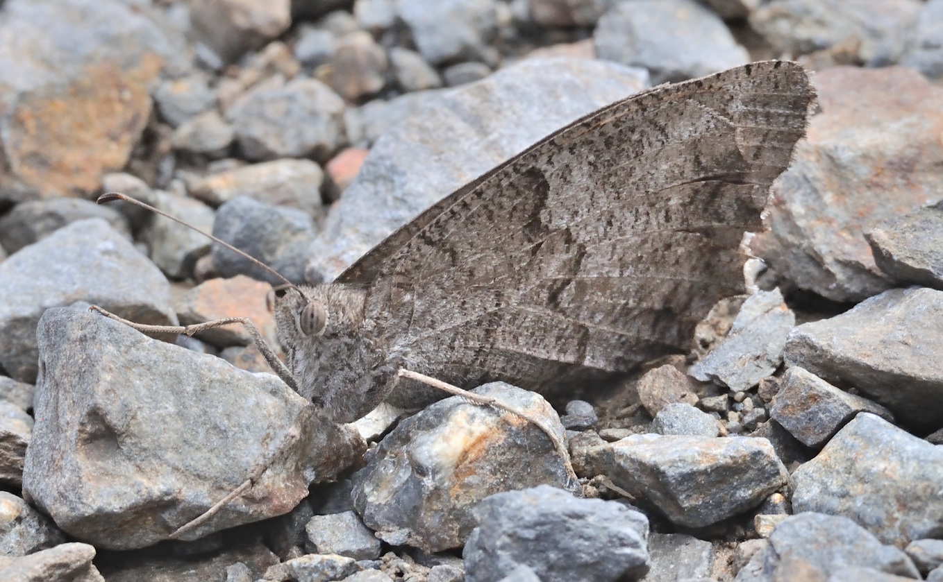 foto B060540, © Adriaan van Os, Banyuls-sur-Mer 07-09-2020, altitud 350 m, Hipparchia statilinus