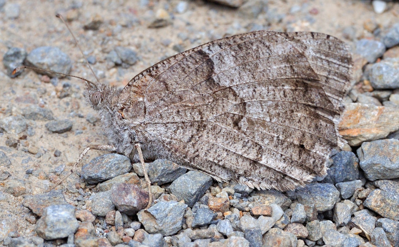 foto B060549, © Adriaan van Os, Banyuls-sur-Mer 07-09-2020, altitud 350 m, Hipparchia statilinus