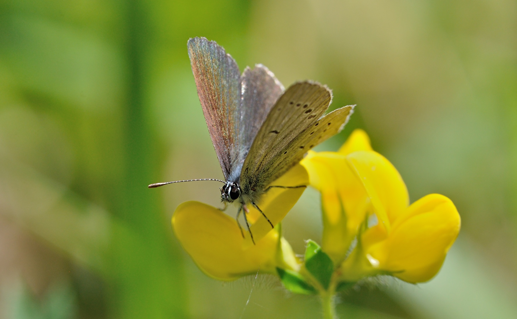 photo B069675, © Adriaan van Os, Coustouges 29-05-2022, altitude 820 m, Cupido minimus