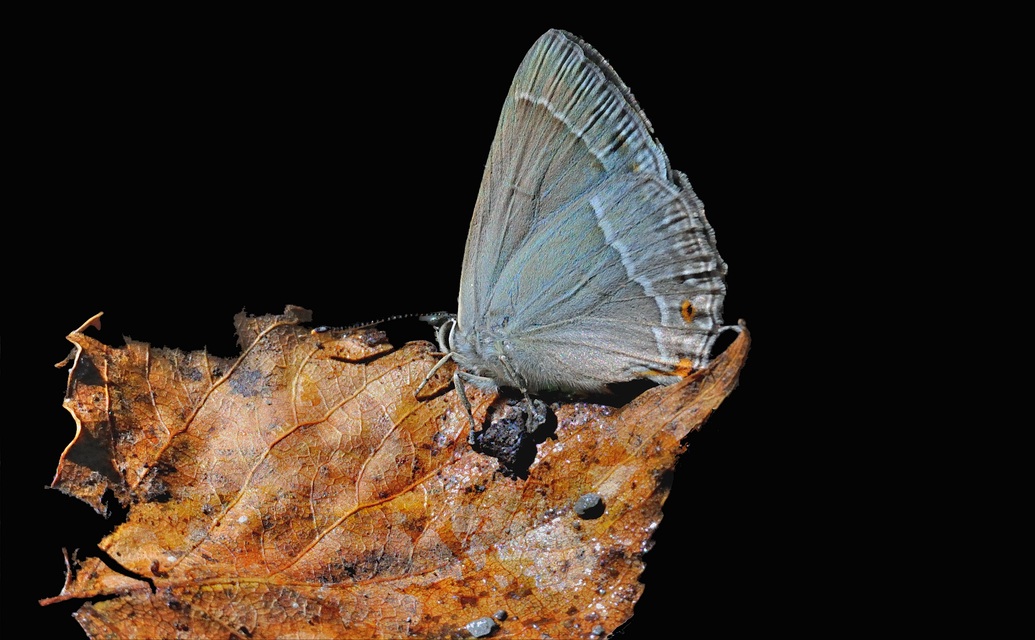 photo A070243, © Adriaan van Os, Evol 19-07-2020, altitudo 850 m, ♂ Favonius quercus